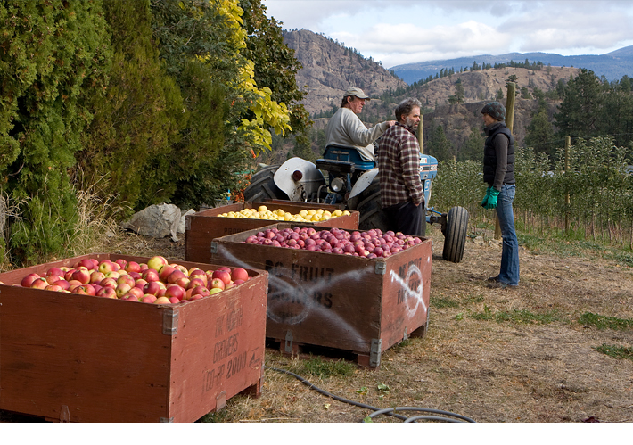 Richard MacDonald getting ready for juicing the culled apples