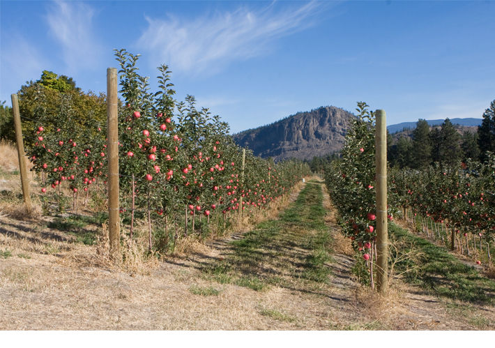 Apple orchard with Giant's Head Mountain in background