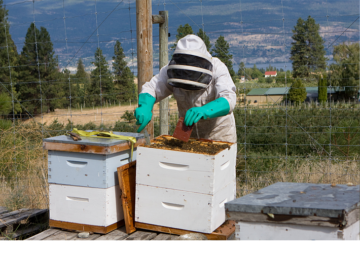 Denise MacDonald working with the bees