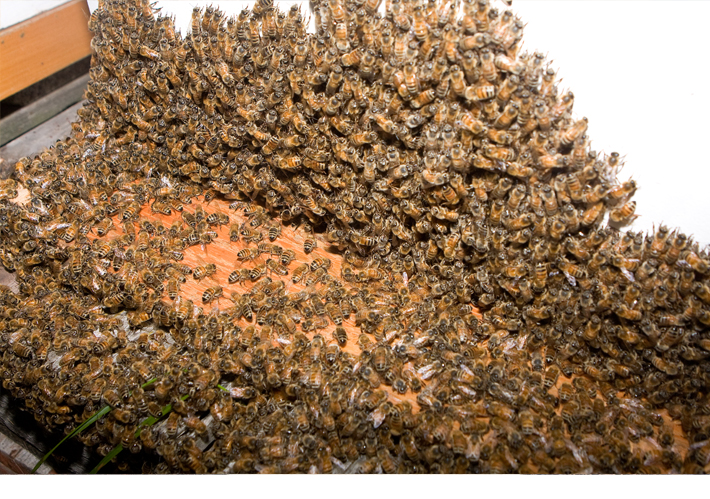 Bees belonging to Denise MacDonald of Summerland, BC