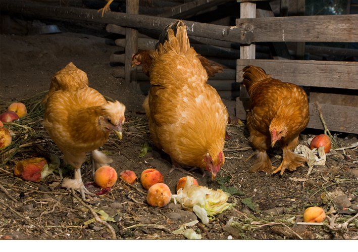 Denise and Richard MacDonald's chickens