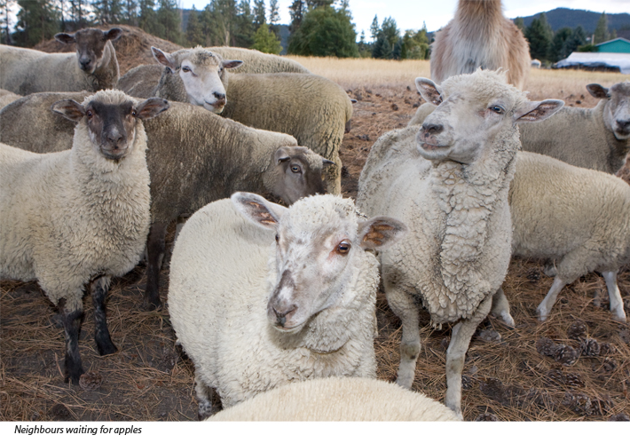 Neighbours sheep waiting to be fed apples