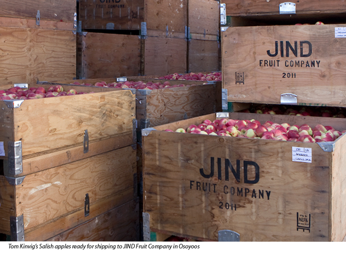 First harvest of the new Salish apple - destined for markets in Lower Mainland