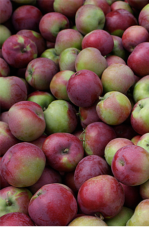 Shipment of apples in Summerland Packing House